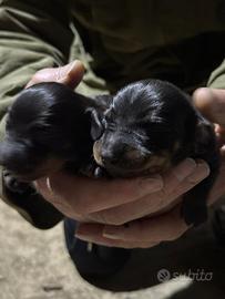 Amorevole cucciola di bassotto