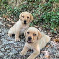 Labrador Retriever