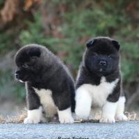 AKITA Americani cuccioli