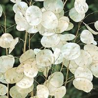 Semi Lunaria.N 20