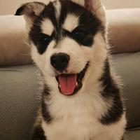 Cane husky siberian