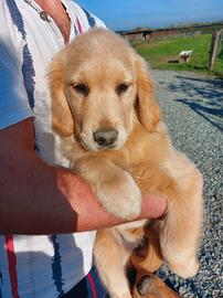 Cucciola golden retriever americana