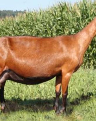 Capre camosciate delle alpi