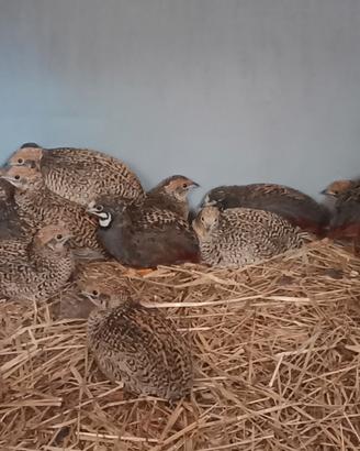 Quaglie cinesi