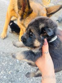 Cani pastori tedeschi