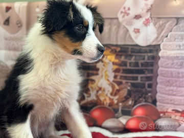 Pastore australiano con pedigree enci