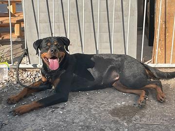 Rottweiler