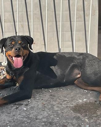 Rottweiler
