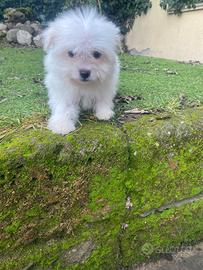 Maschietto di maltese