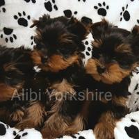 Yorkshire Terrier cuccioli