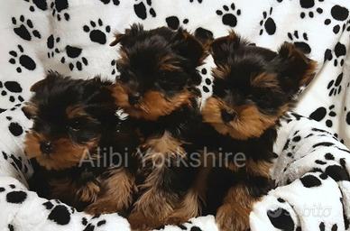 Yorkshire Terrier cuccioli