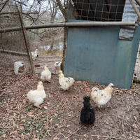 Galline moroseta adulte maschie e femmine