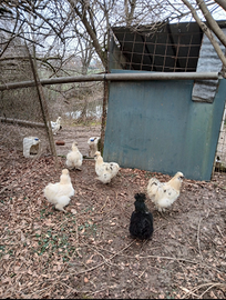 Galline moroseta adulte maschie e femmine