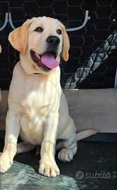 Cucciolo di Labrador Retrievers