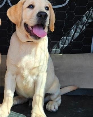 Cucciolo di Labrador Retrievers