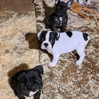 Bulldog francesi cuccioli