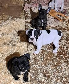 Bulldog francesi cuccioli