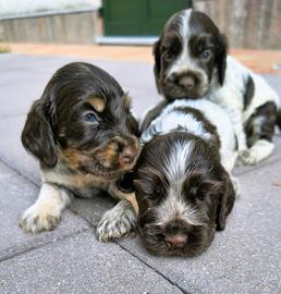 Cocker