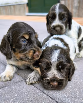 Cocker