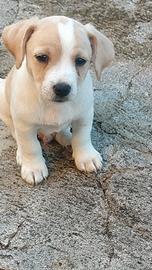 Cani meticci