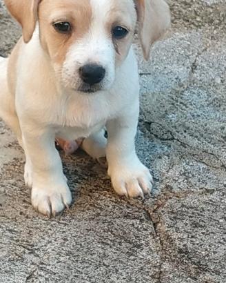Cani meticci