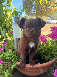 Chihuahua femmina taglia piccola pelo lungo