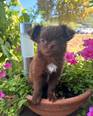 Chihuahua femmina taglia piccola pelo lungo