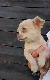 Chihuahua