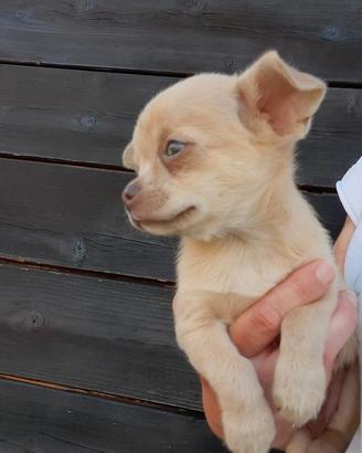 Chihuahua