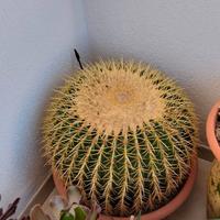 cuscino della suocera