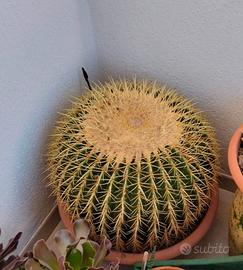 cuscino della suocera