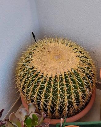 cuscino della suocera