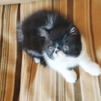 Persiani exotic shortair