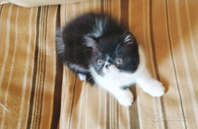 Persiani exotic shortair