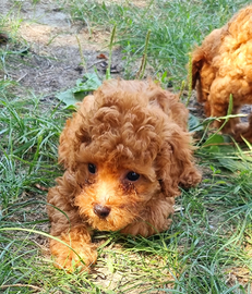 Barboncina toy rosse