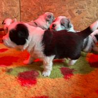 Cuccioli Border collie