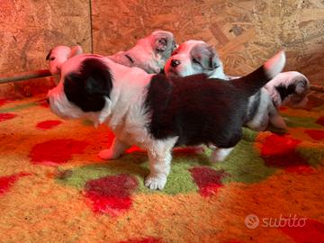Cuccioli Border collie