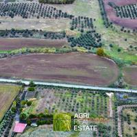 Terreno agricolo 3 HA ca. fronte strada | TR475