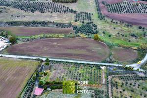 Terreno agricolo 3 HA ca. fronte strada | TR475