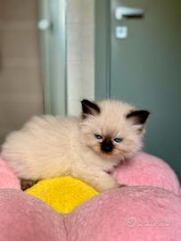 Cuccioli Ragdoll