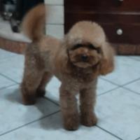 Barboncino Toy X Accoppiamento