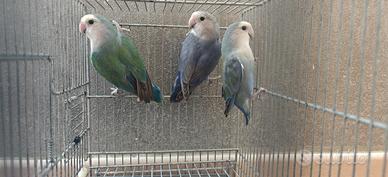 Inseparabili Roseicoillis