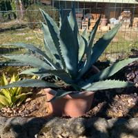 Pianta di agave