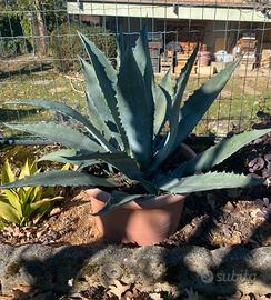 Pianta di agave