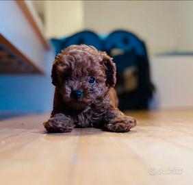 Barboncino red intendo