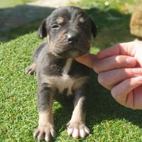 Pitbull tricolor