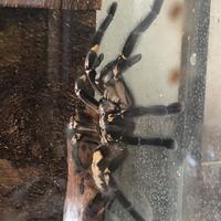 Poecilotheria metallica