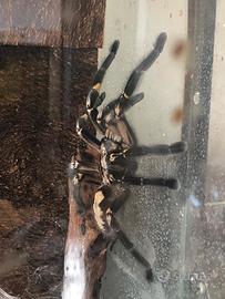 Poecilotheria metallica