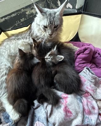 Maine Coon XXL Top (linea estera)