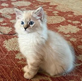 Gattini Ragdoll pedegree